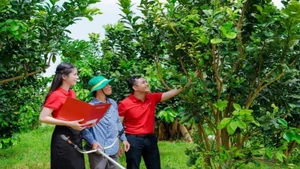 Phát triển kinh tế tư nhân là chủ trương lớn mang tính đột phá của Đảng và Nhà nước trong định hướng dài hạn về phát triển kinh tế đất nước.