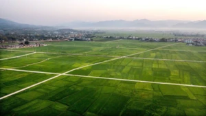 Cánh đồng Mường Thanh được tưới nước từ công trình đại thuỷ nông Nậm Rốm.
