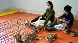 Nhân viên Vườn quốc gia Pù Mát (Nghệ An) chăm sóc hổ bị thu giữ tại các vụ vi phạm. (Ảnh: SVW)