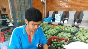 Hội viên Hợp tác xã GAP Cù Lao Giêng dán tem truy xuất nguồn gốc xoài xuất khẩu. (Ảnh: Nhân Dân)
