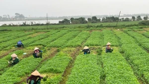 Từ ngày 1/7, chính quyền cấp xã sẽ có thẩm quyền giao, cho thuê đất đối với cá nhân, cộng đồng dân cư; cấp giấy chứng nhận quyền sử dụng đất lần đầu.