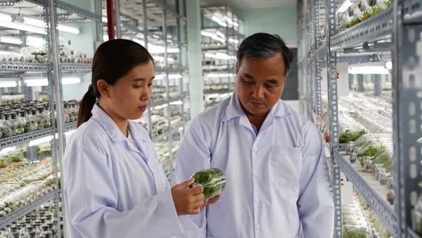 Phòng nhân giống hoa lan bằng phương thức nuôi cấy mô tại Khu Nông nghiệp công nghệ cao Thành phố Hồ Chí Minh. (Ảnh: CAO TÂN)
