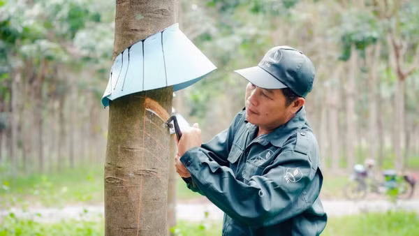 Công nhân khai thác mủ cao-su tại Công ty cổ phần cao-su Tây Ninh. (Ảnh: ĐÀO PHONG)