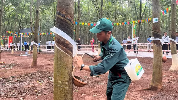Công nhân thi khai thác mủ cao-su trên vườn cây tại nông trường Cẩm Đường Tổng Công ty Cao-su Đồng Nai.