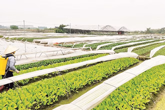Người dân chăm bón những luống rau để kịp cung cấp ra thị trường dịp Tết Nguyên đán 2026.
