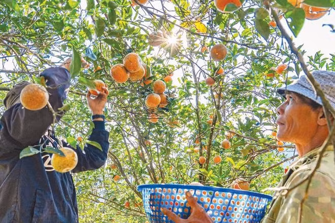 Mô hình du lịch sinh thái gắn phát triển nông nghiệp mang lại triển vọng lớn cho người dân vùng cao.