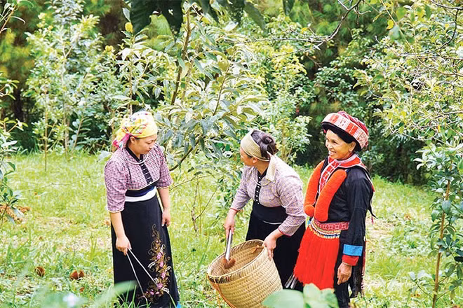 Thành viên Hợp tác xã Hợp Phát, xã Ngân Sơn thu hoạch hạt dẻ trồng hữu cơ.