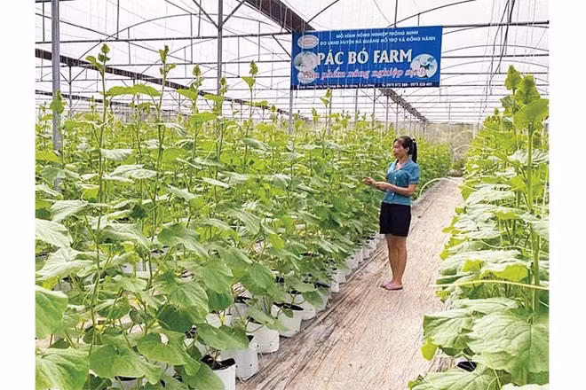 Nông dân xã Trường Hà đầu tư xây dựng nhà lưới, phát triển nông nghiệp công nghệ cao.