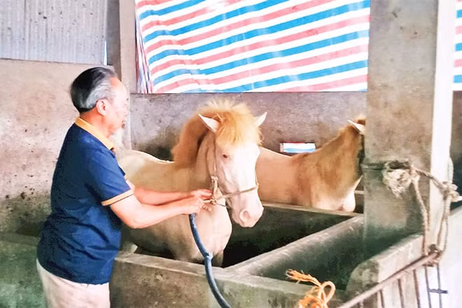 Ông Nguyễn Văn Mùa ở xóm Phẩm I, xã Kha Sơn được Ngân hàng Chính sách xã hội cho vay 100 triệu đồng phát triển nghề nuôi ngựa bạch.