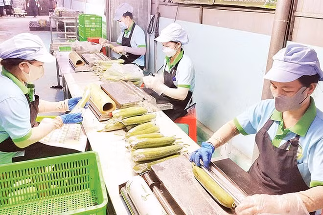 Công nhân sơ chế hàng nông sản do Hợp tác xã nông nghiệp Mỹ Thạnh liên kết sản xuất trước khi đưa đến tay người tiêu dùng.