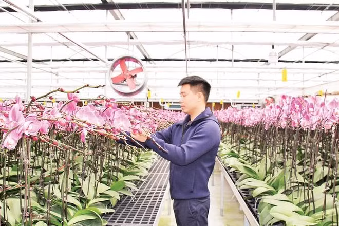 Nông dân tỉnh Hưng Yên ứng dụng công nghệ số sản xuất hoa lan.