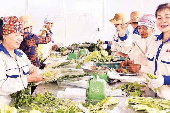 Hợp tác xã Rau an toàn Tứ Xã ứng dụng công nghệ vào sản xuất đã mang lại nguồn thu ổn định cho người dân.