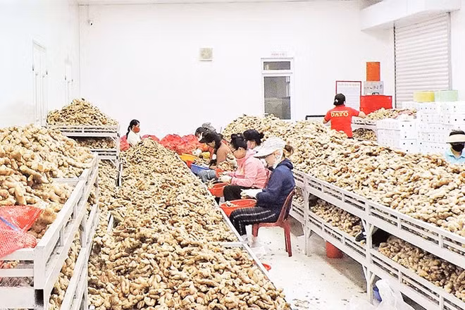 Công ty trách nhiệm hữu hạn Thảo dược Tây Nguyên (Dato) thu mua và chế biến gừng sẻ theo quy trình sản xuất tiên tiến, bảo đảm chất lượng nông sản.