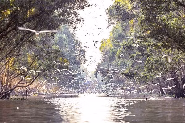 Vườn quốc gia Tràm Chim cần thêm nhiều dự án hỗ trợ bảo tồn hệ sinh thái.