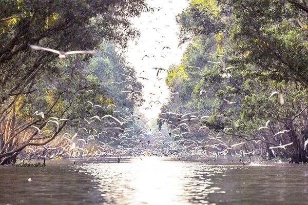 Vườn quốc gia Tràm Chim cần thêm nhiều dự án hỗ trợ bảo tồn hệ sinh thái.