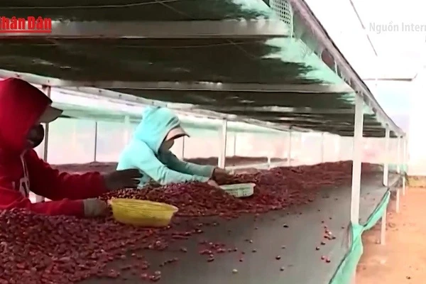 [Video] Cà phê Việt Nam lập kỷ lục xuất khẩu