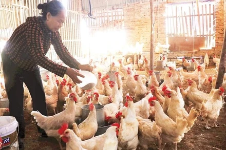 Người dân Tam Giang chăm sóc đàn gà đẻ trứng, chuẩn bị đón Tết.