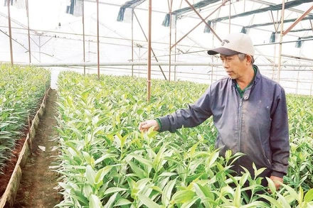Nhà vườn tại làng hoa Thái Phiên, phường Lâm Viên-Đà Lạt chăm sóc vườn hoa lily phục vụ Tết.