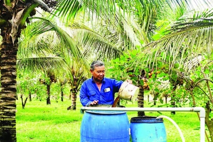 Sử dụng chế phẩm sinh học trong quá trình canh tác dừa hữu cơ ở Tây Ninh.
