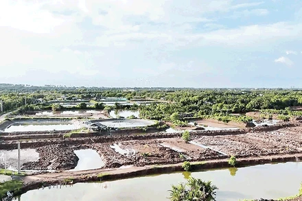 Nuôi trồng thủy sản kết hợp trồng rừng - một giải pháp “thuận thiên” giúp người nông dân làm giàu bền vững.