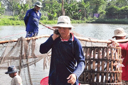 Thu hoạch cá tra ở Hợp tác xã Thới An, thành phố Cần Thơ.