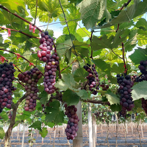 Nho Hạ đen - nho sạch Cao Bằng