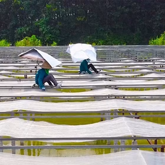 Miến dong Việt Cường