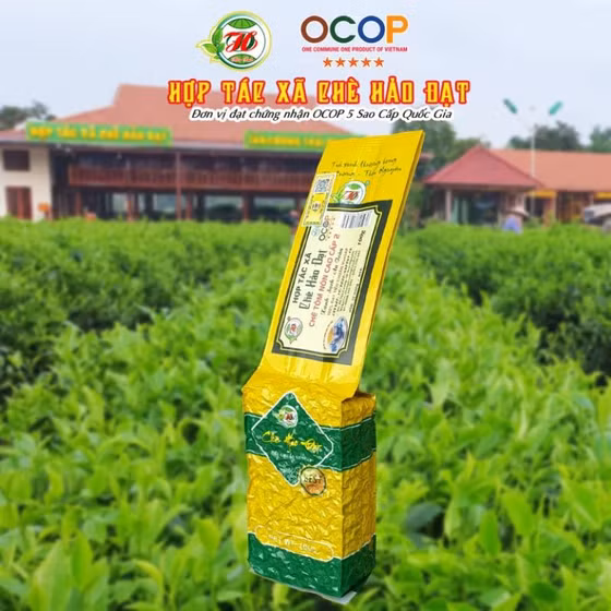 Trà nõn tôm Tân Cương Hảo Đạt