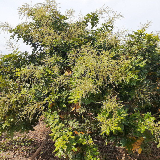 Thanh nhãn Hợp tác xã Hữu Tâm