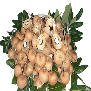 Thanh nhãn Hợp tác xã Hữu Tâm