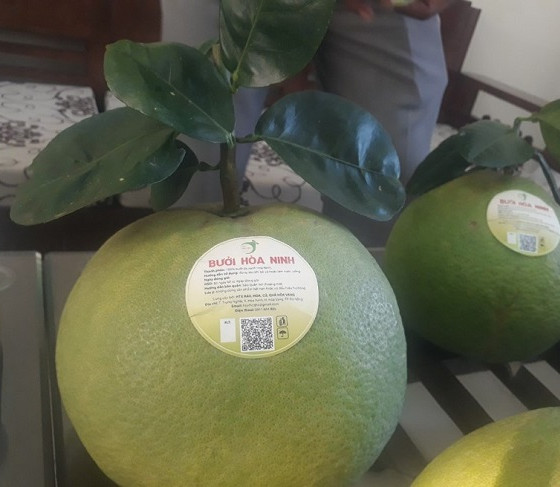Bưởi da xanh Hòa Ninh