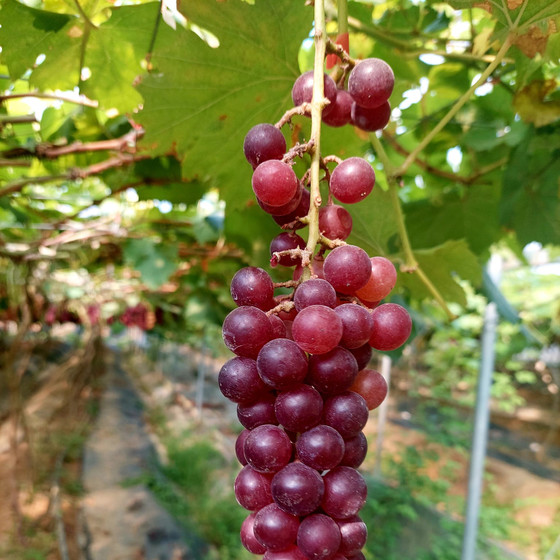 Nho Hạ đen - nho sạch Cao Bằng