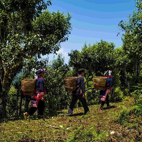 Trà xanh Phìn Hồ 100g