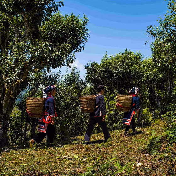 Trà xanh Phìn Hồ 100g