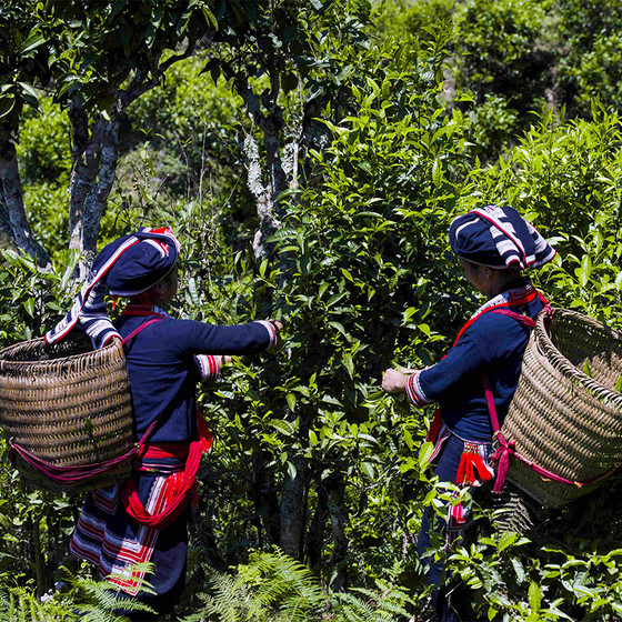 Hồng trà Phìn Hồ 100g
