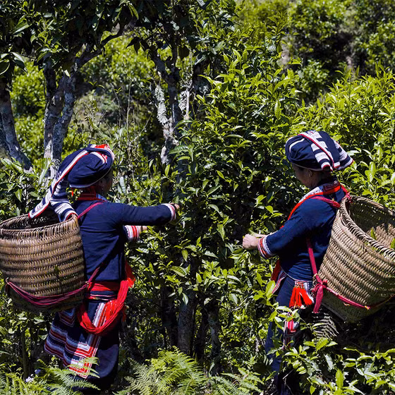Hồng trà Phìn Hồ 100g