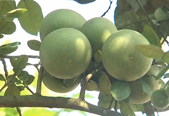Bưởi da xanh Hòa Ninh