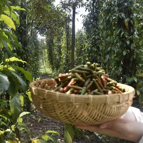 Tiêu lốp Kiết Tường