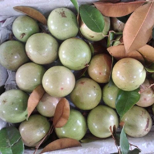 Vú sữa bơ hồng