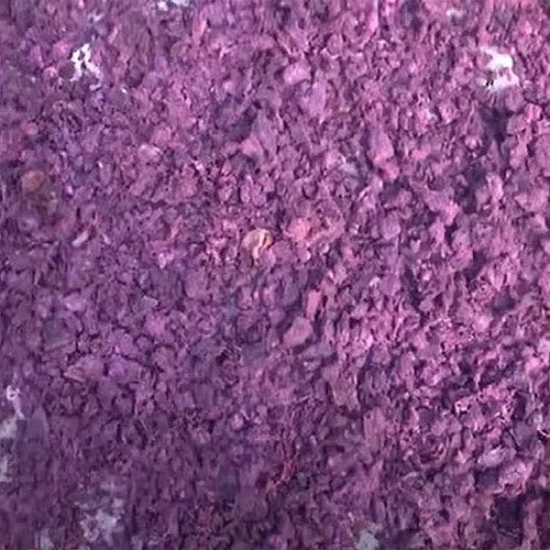 Gạo tím Đức Hưng