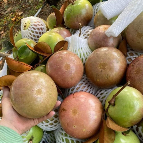 Vú sữa bơ hồng