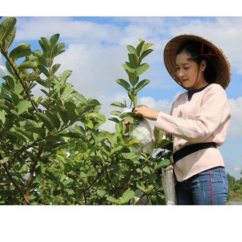 Ổi sạch Thanh Kiên