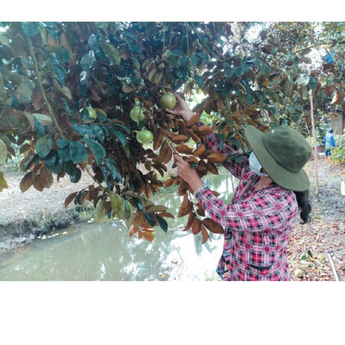 Vú sữa bơ hồng