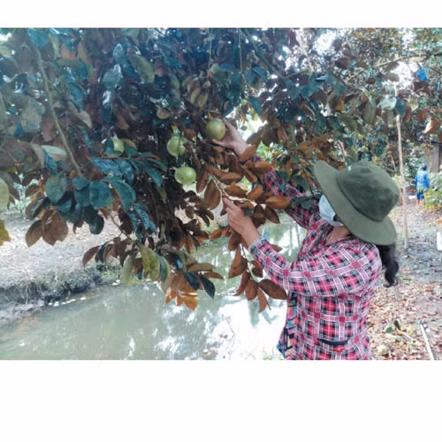 Vú sữa bơ hồng