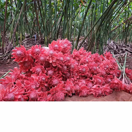Rượu Đa Lộc
