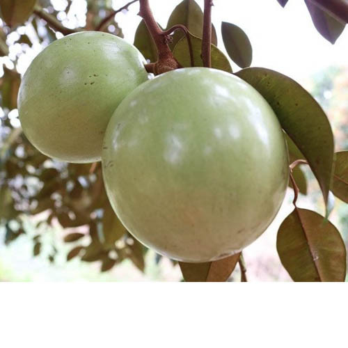 Vú sữa bơ hồng