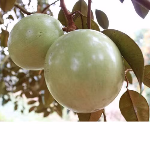 Vú sữa bơ hồng