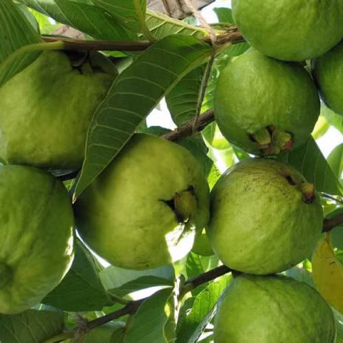 Ổi sạch Thanh Kiên