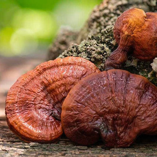 Nước uống linh chi đông trùng hạ thảo