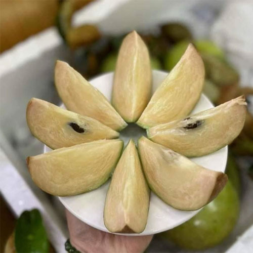 Vú sữa bơ hồng